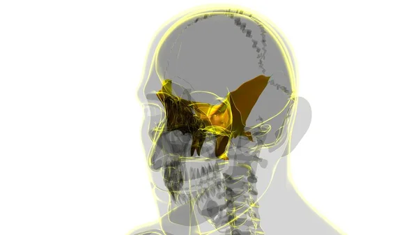 Anatomía Ósea Esfenoides Del Cráneo Del Esqueleto Humano Para Ilustración — Foto de Stock
