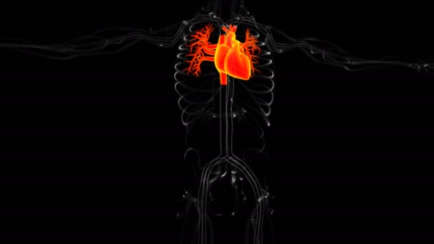 Anatomie Des Menschlichen Herzens Für Medizinisches Konzept Illustration — Stockvideo