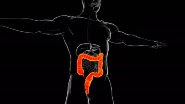 Stor Intestine Illustration Mänskliga Matsmältningssystemet Anatomi För Medicinska Begreppet — Stockvideo