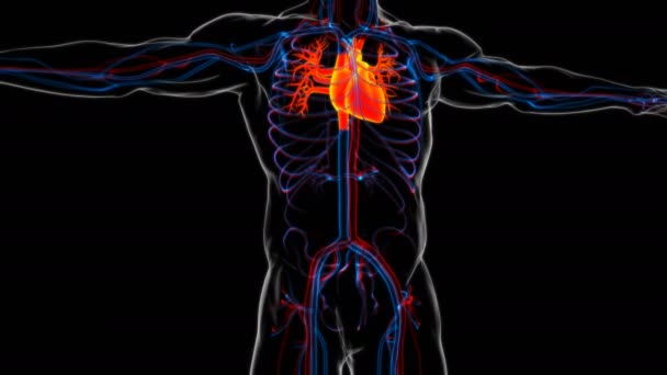 Människans Hjärta Anatomi För Medicinska Begrepp Illustration — Stockvideo