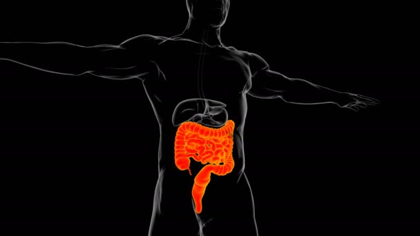 小規模および大規模な腸3Dイラスト 人間の消化器系解剖学的構造 — ストック動画