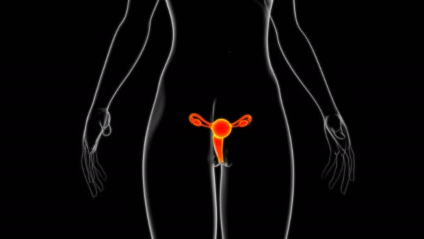 女性生殖系统解剖用于医学概念3D说明 — 图库视频影像