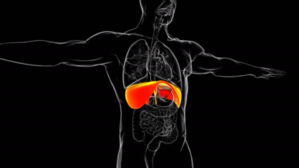 Anatomia Sistema Respiratório Humano Diafragma Para Ilustração Médica Conceito — Vídeo de Stock