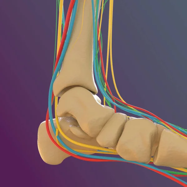 Human skeleton anatomy Femur Bone 3D Rendering For Medical Concept