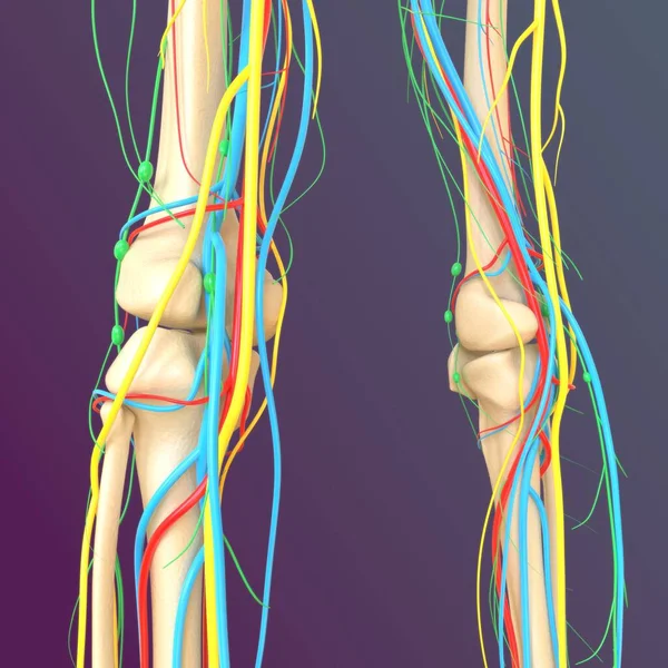 人間の骨格解剖学 医学的概念のための大腿骨骨骨3Dレンダリング — ストック写真