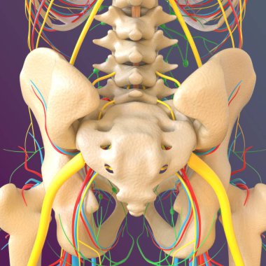 İnsan iskeleti anatomisi uyluk kemiği 3D Tıbbi Kavram Hazırlama