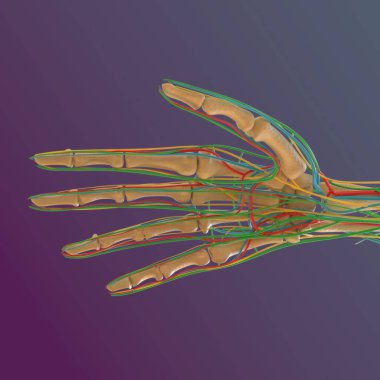 İnsan iskeleti anatomisi uyluk kemiği 3D Tıbbi Kavram Hazırlama