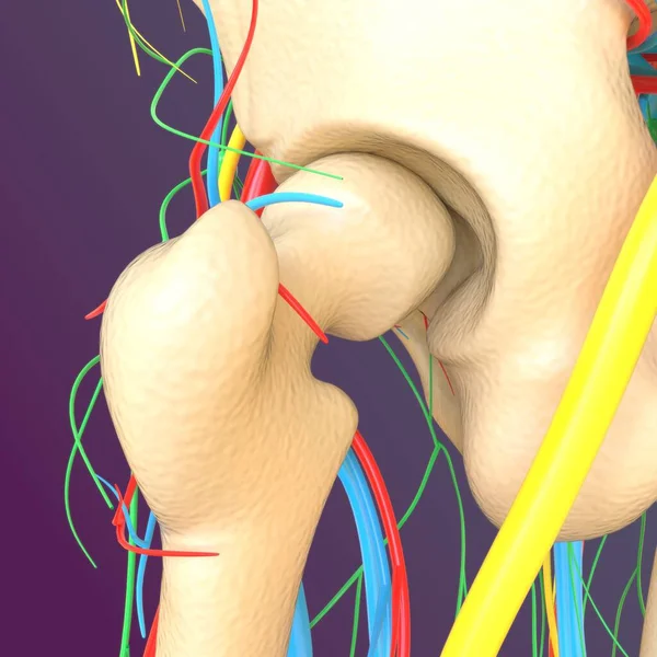 Anatomia Esqueleto Humano Renderização Osso Fêmur Para Conceito Médico — Fotografia de Stock