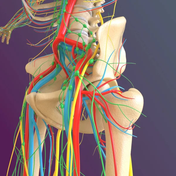 Lidská Kostra Anatomie Femur Kostní Vykreslování Pro Lékařské Pojetí — Stock fotografie