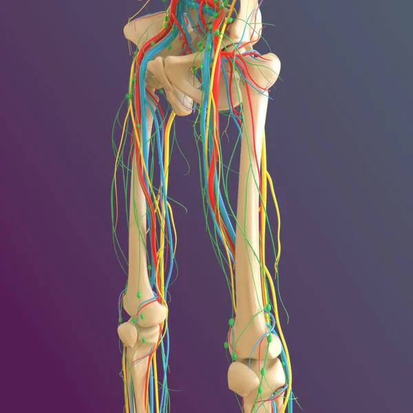 Human skeleton anatomy Femur Bone 3D Rendering For Medical Concept