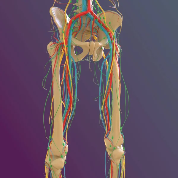 Lidská Kostra Anatomie Femur Kostní Vykreslování Pro Lékařské Pojetí — Stock fotografie