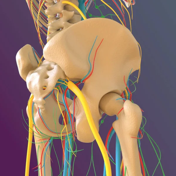 Ανθρώπινη Ανατομία Σκελετού Οστών Femur Αποτύπωση Για Ιατρική Έννοια — Φωτογραφία Αρχείου
