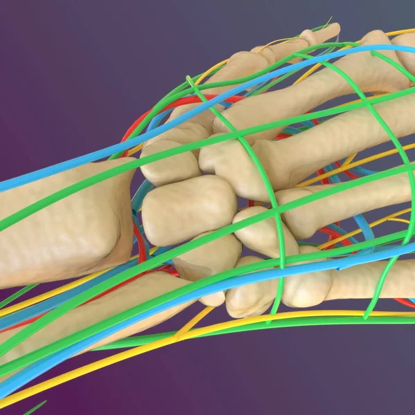 Menselijke Skelet Anatomie Femur Bone Rendering Voor Medisch Concept — Stockfoto