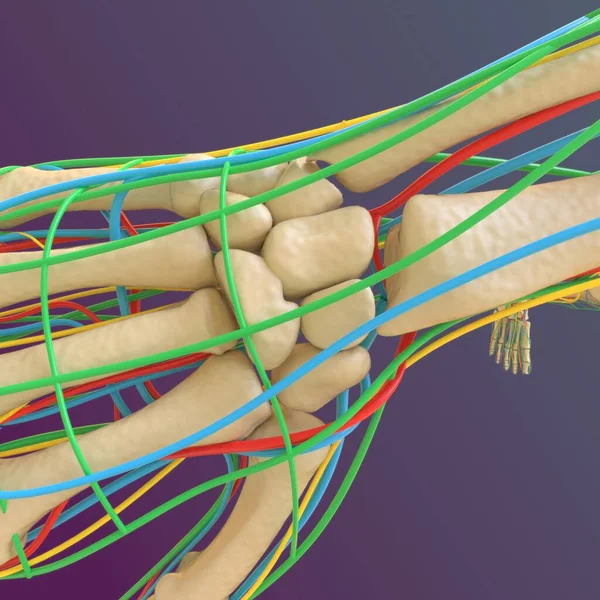 Menselijke Skelet Anatomie Femur Bone Rendering Voor Medisch Concept — Stockfoto