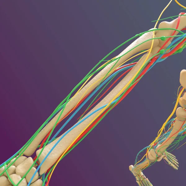 Anatomie Des Menschlichen Skeletts Femur Bone Rendering Für Medizinisches Konzept — Stockfoto