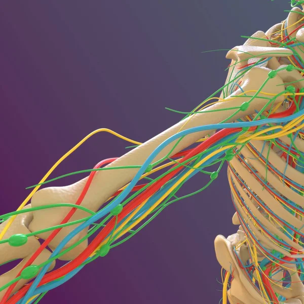 Anatomia Esqueleto Humano Renderização Osso Fêmur Para Conceito Médico — Fotografia de Stock