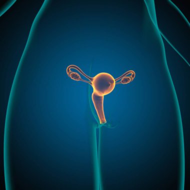 Tıbbi Konsept 3B İllüstrasyon için Kadın Üreme Sistemi Anatomisi