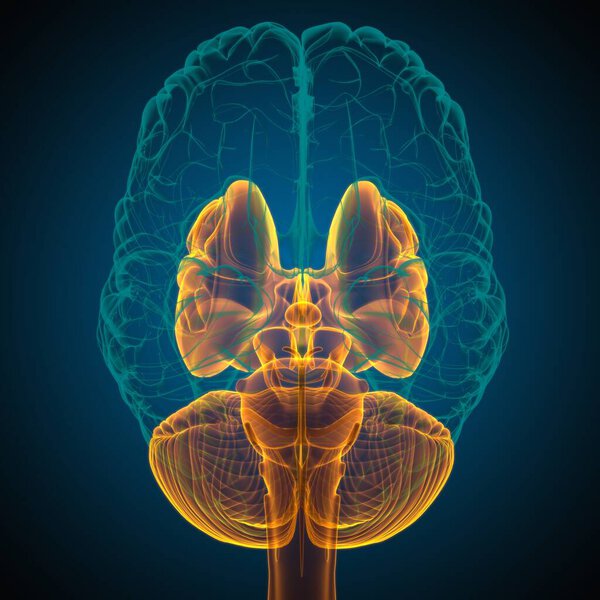 Анатомия внутренних частей мозга человека для медицинской концепции 3D иллюстрации