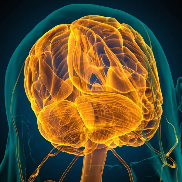 Anatomía Cerebral Humana Para Concepto Médico Ilustración — Foto de Stock