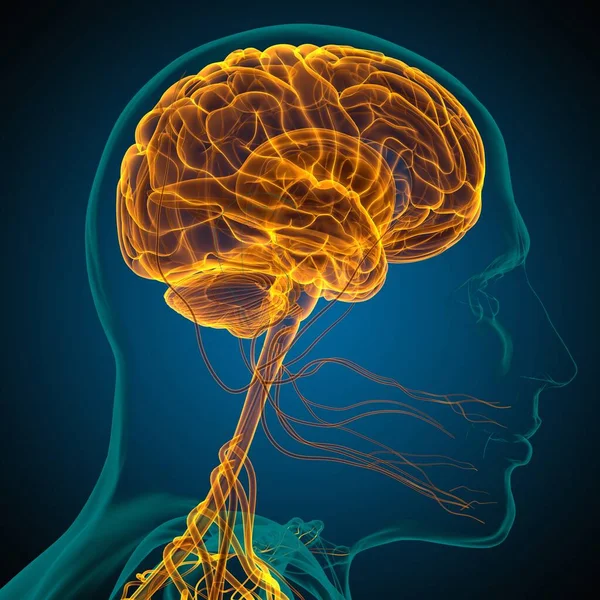Anatomia Cérebro Humano Para Ilustração Médica Conceito — Fotografia de Stock