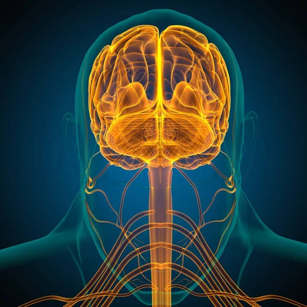 Anatomía Cerebral Humana Para Concepto Médico Ilustración — Foto de Stock