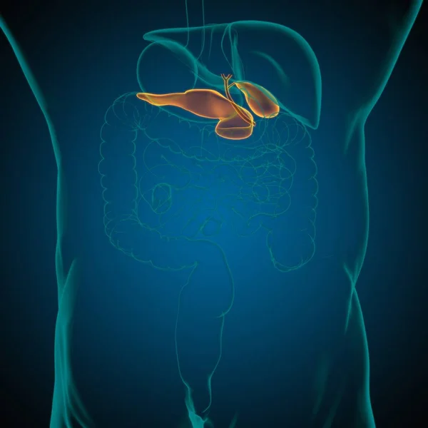 Gall Bladder Human Digestive System Anatomy Medical Concept Illustration — Stock fotografie