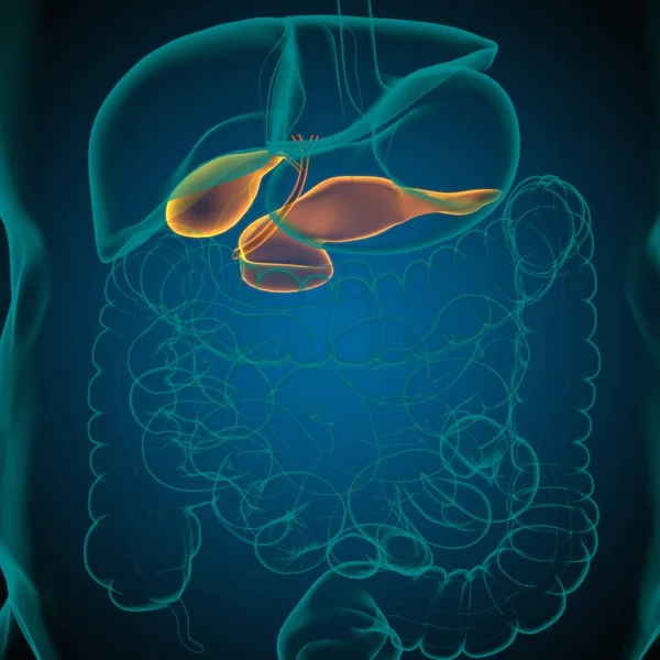 Pęcherz Żółciowy Ludzki Układ Pokarmowy Anatomia Dla Koncepcji Medycznej Ilustracja — Zdjęcie stockowe