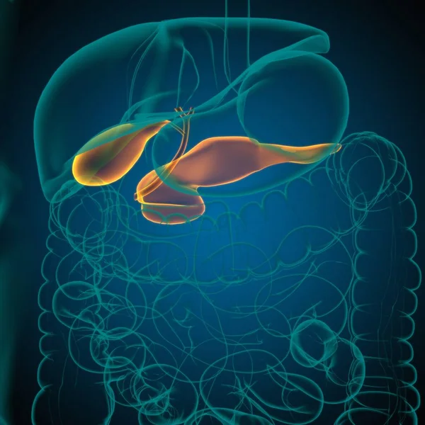 Pęcherz Żółciowy Ludzki Układ Pokarmowy Anatomia Dla Koncepcji Medycznej Ilustracja — Zdjęcie stockowe