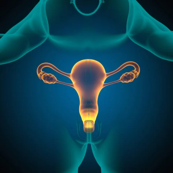 Female Reproduction System Anatomy Medical Concept Illustration — Stock fotografie