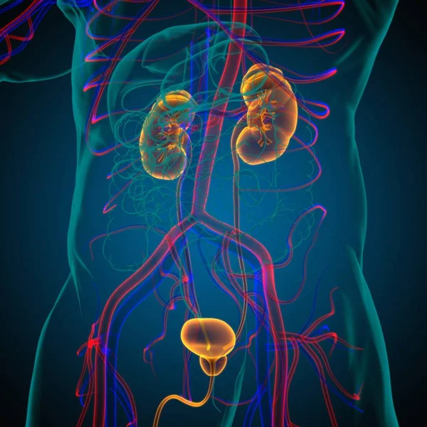 带膀胱解剖的人体泌尿系统肾用于医学概念三维图解 — 图库照片