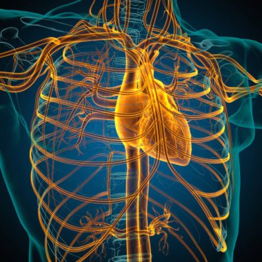 Tıbbi Konsept 3 boyutlu İllüstrasyon İçin Dolaşım Sistemi Anatomisi Olan İnsan Kalbi