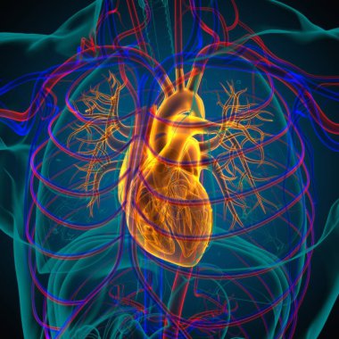 Tıbbi Konsept için İnsan Kalbi Anatomisi 3 boyutlu İllüstrasyon