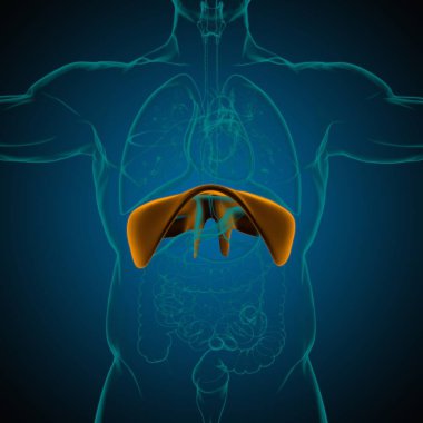 Tıbbi Konsept 3 boyutlu İllüstrasyon için Diyafram İnsan Solunum Sistemi Anatomisi