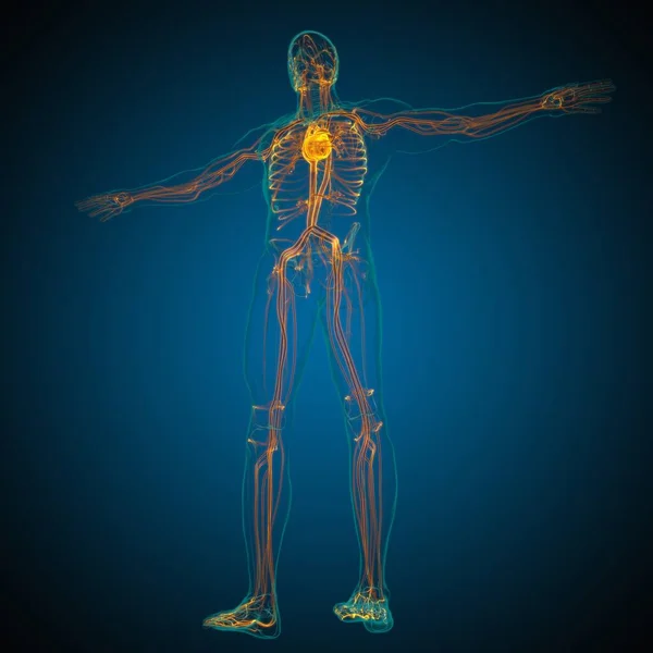 人的心脏与循环系统解剖 医学概念3D图解 — 图库照片