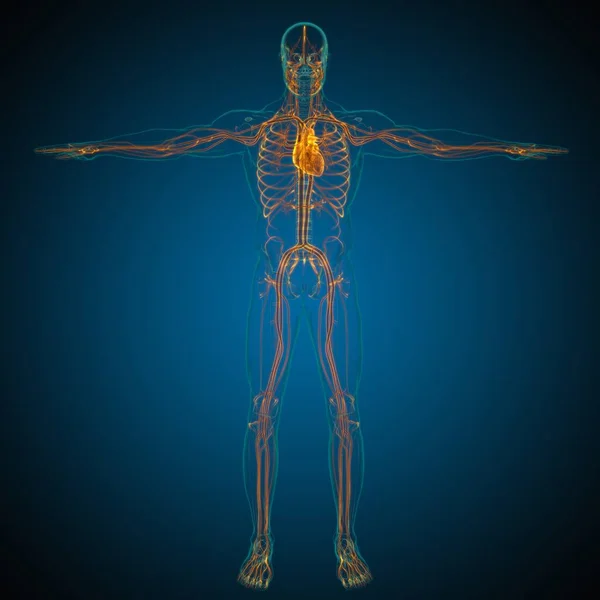Ludzkie Serce Anatomią Układu Krążenia Dla Koncepcji Medycznej Ilustracji — Zdjęcie stockowe