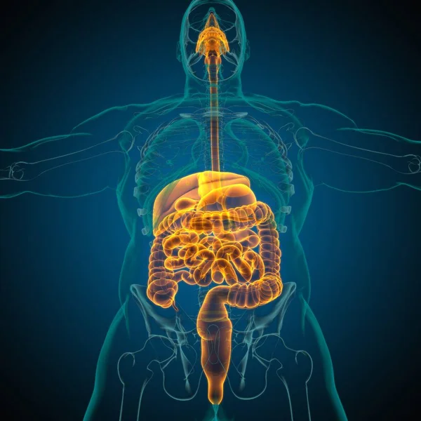 Anatomie Des Menschlichen Verdauungssystems Für Medizinisches Konzept Illustration — Stockfoto