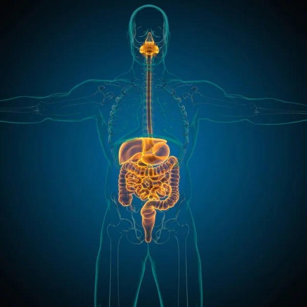 Anatomia Del Sistema Digestivo Umano Illustrazione Medica Concetto — Foto Stock