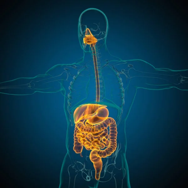 의학적 삽화를 시스템 해부학 — 스톡 사진