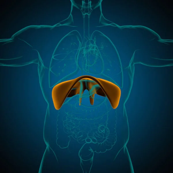 Diaphragm Human Respiratory System Anatomy Medical Concept Illustration — Stock Photo, Image