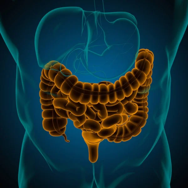 Anatomia Humana Sistema Digestivo Ilustração Intestino Pequeno Grande Para Conceito — Fotografia de Stock