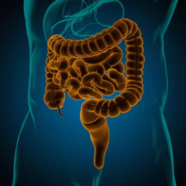 Anatomía Del Sistema Digestivo Humano Ilustración Del Intestino Delgado Grueso — Foto de Stock