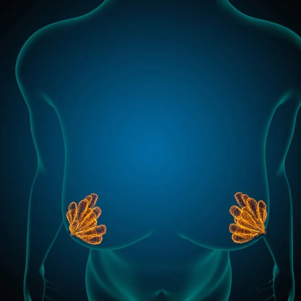 Tıbbi Konsept Için Meme Bezleri Anatomisi Llüstrasyon — Stok fotoğraf