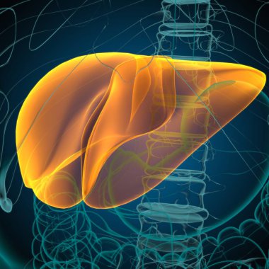 Karaciğer 3D Görüntü İnsan Sindirim Sistemi Anatomisi Tıbbi Konsept İçin