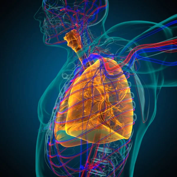 Anatomía Del Sistema Respiratorio Humano Los Pulmones Para Ilustración Del —  Fotos de Stock