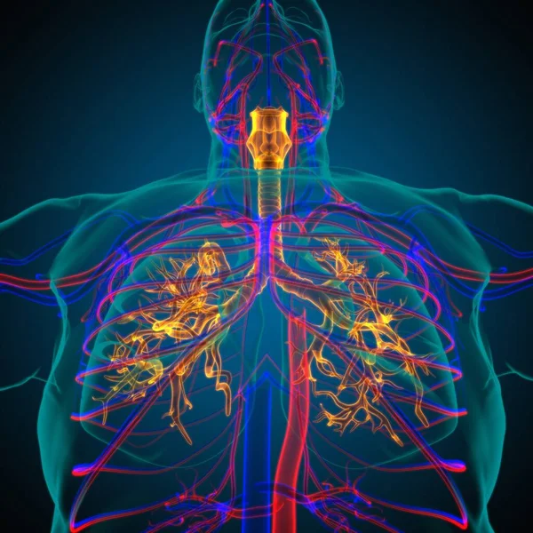 Anatomia Del Sistema Respiratorio Umano Dei Polmoni Concetto Medico Illustrazione — Foto Stock