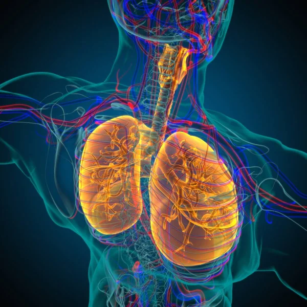 Anatomia Del Sistema Respiratorio Umano Dei Polmoni Concetto Medico Illustrazione — Foto Stock