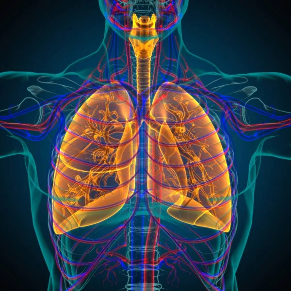 Anatomía Del Sistema Respiratorio Humano Los Pulmones Para Ilustración Del —  Fotos de Stock