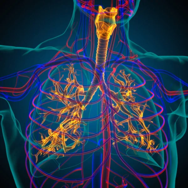 医学的概念のための人間呼吸器系解剖学3Dイラスト — ストック写真