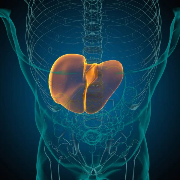 肝脏3D图解人体消化系统解剖医学概念 — 图库照片