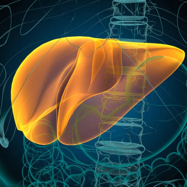 肝脏3D图解人体消化系统解剖医学概念 — 图库照片